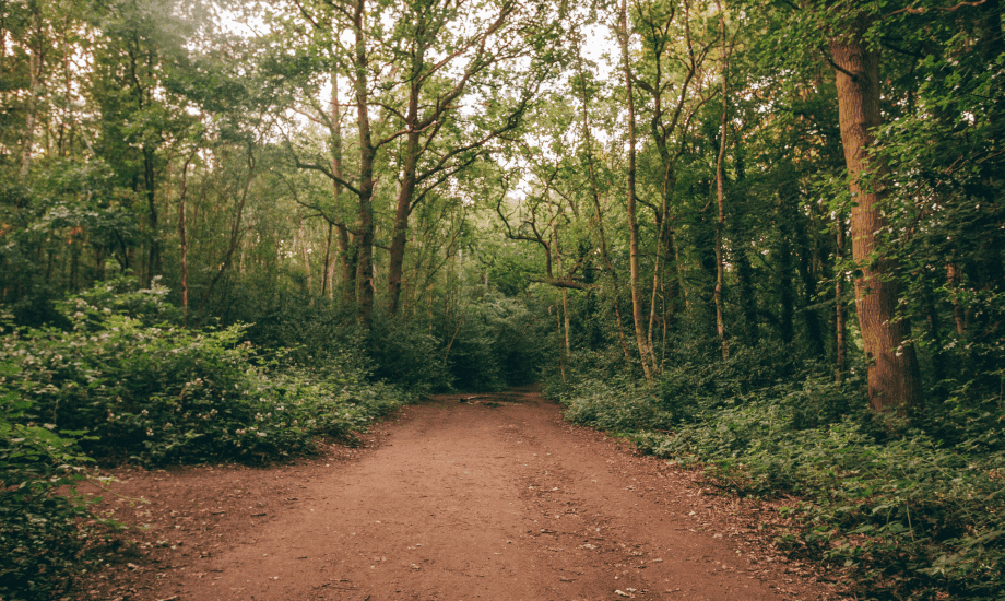 An unpaved road surrounded by the forest with high trees closing in at the distance