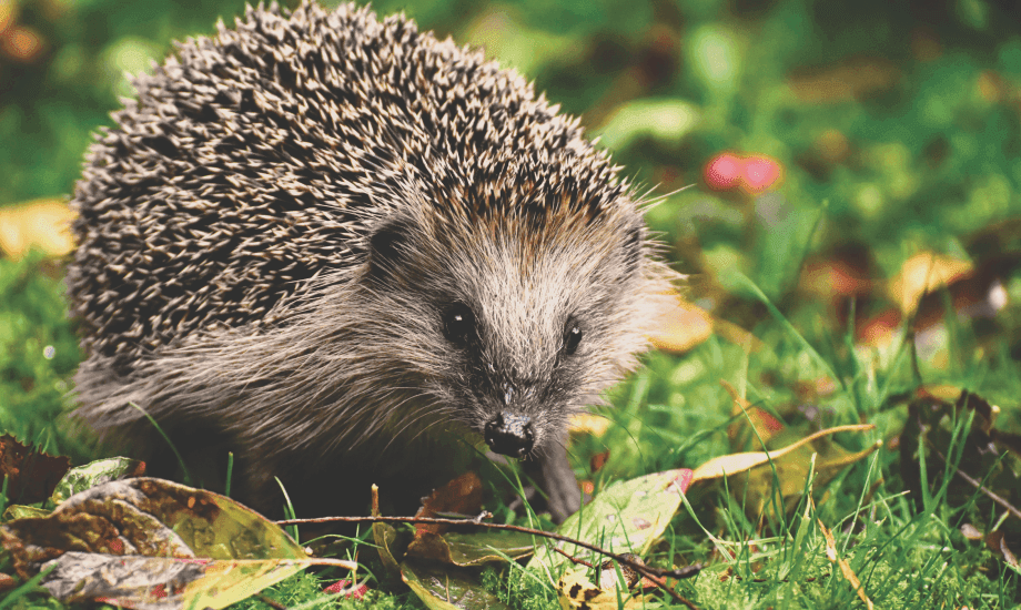 Hedgehog on top of grass and leaves, in close focus