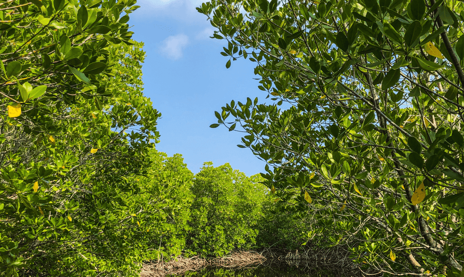Mangrove trees