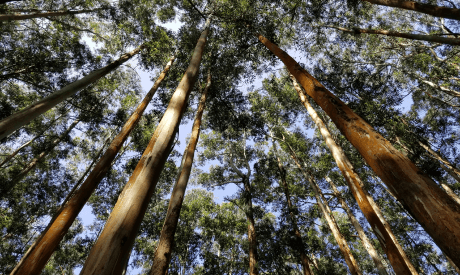 Looking up at old trees with high straight trunks