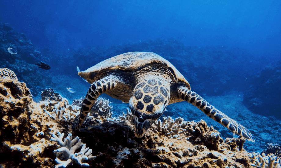 A turtle heads down on a coral reef, in close focus and with more reefs in the background